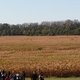 Illustration for article titled A Foolproof Guide To Escaping A Corn Maze